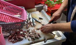 Taze Balık Nasıl Anlaşılır?