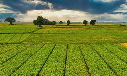 Çiftçilere 1 milyar 46 milyon liralık tarımsal destek