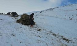 Van'ın  Erciş ilçesinde asırlık kış mesaisi