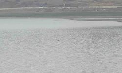 Van'da Sıhke Göleti’ne giren inek telef oldu