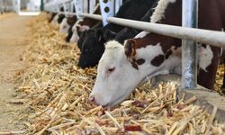 Van’da Düve Üretim Merkezi hayvancılığı güçlendiriyor