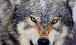 Van’da ekolojik denge bozuluyor: Gürpınar’da kurtlar yerleşim alanlarına indi