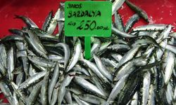 Hamsi bolluğu av baskısı oluşturdu