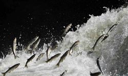 İnci kefalinin nesli tehlikede mi?