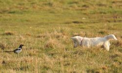 Van kedisi sandı, köpek sandı