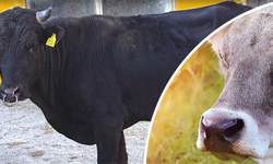 Islah projelerine 2,7 milyar TL destek sağlandı