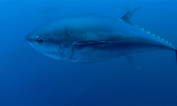 Mavi Yüzgeçli Orkinos kotası 3 bin 95 tona yükseldi"