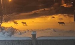 Van’da aç kalan kurtlar merkeze indi