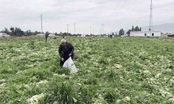 Marul toplama maliyetini karşılamayınca bedava dağıttı