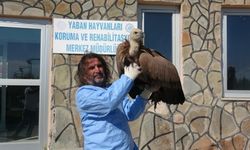 Van’da Uzmandan Uyarı: “Yaban Hayatına Müdahale Merhamet Değil, Tehlikedir”