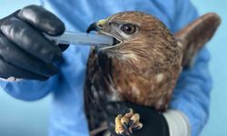 Van’da bitkin düşen yaban hayvanlar tedavi ediliyor