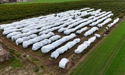 15 dönüm limon ağacı fileyle örtüldü