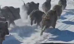 Van Başkale’de domuz sürüsü görüntülendi