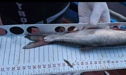 Van balığında sevindirici gelişme: Boyu 23 santimetreye ulaştı