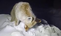 Yüksekova’da Sibirya soğukları: Tilki ayakta dondu