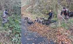 Domuz saldırısına uğrayan avcıyı arkadaşları kurtardı