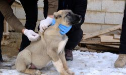 İpekyolu’nda sokak hayvanları aşılanıyor