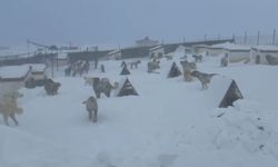 Kangallarını beslemek için çiftliğe gitti, gördükleriyle şaşkına döndü