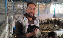 Çift başı ve 4 gözü ile doğan kuzu yaşama tutundu