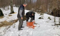 "Yaban hayvanlarına yiyecek bırakmak ekolojik dengeyi bozuyor"