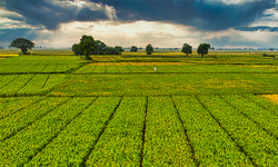 Çiftçilere 1,6 milyar liralık destekleme ödemesi