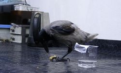 İş yerinin en farklı çırağı: Karga