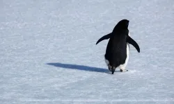 Sosyal Medyada Gündem Olan “Penguen Videosu” Ne Anlama Geliyor? İşte Hikâyesi