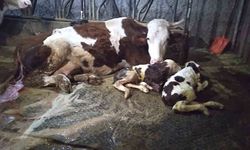 Ölü buzağıyla üzüldüler, ikizlere sevindiler