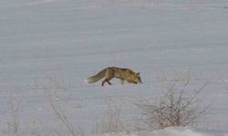 Van’da Kar Altında Nefes Kesen Av