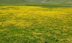 Van’da yayla ve meralar için 2026 otlatma takvimi açıklandı