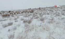 Koyunlar kar altında kaldı, çoban türküleriyle ile mest etti