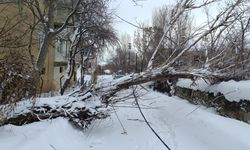 Gevaş’ta Fırtınada devrilen ağaç elektrik tellerini kopardı