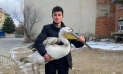 Sokakta gezerken pelikan buldu