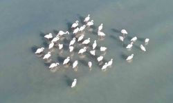 Flamingolar bu yıl da Van’dan göç etmedi