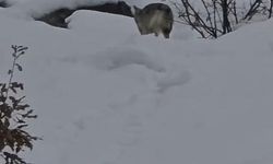 Pülümür Vadisi’nde aç kurt doğada yiyecek ararken görüntülendi