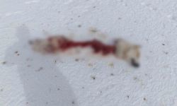 Van’da aç kalan kurtlar köpeği parçaladı