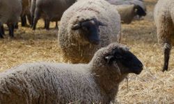 Yılların Merinos Koyunu’na rakip çıktı