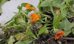 Şubat ayında sürpriz: Karlar arasında çiçekler açtı