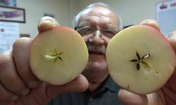 Taklitlerinden yıldız testiyle ayırt edilen lezzet: Misket Elma