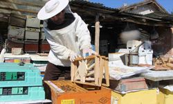 Bu Seçimde Kazananı Arılar Belirleyecek