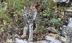 "Ormanın hayaleti" vaşak Kemaliye’de görüntülendi