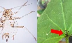 Kaz Dağları’nda yeni bir böcek türü keşfedildi