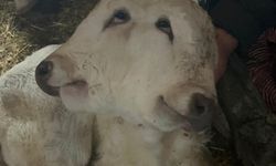 Yeni Dünya'ya Gelen Çift Başlı Buzağı Görenleri Şaşırttı