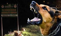 Valilikten ‘Kuduz vakalarında artış’ açıklaması