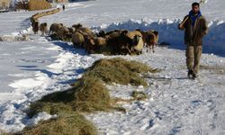 Van'da besicilerin karda zorlu mesaisi
