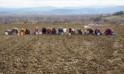 Çocukları için megakenti bırakıp toprağa sarıldı