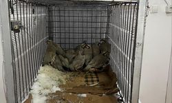 Van Muradiye’de kaçak avcılığa 75 bin 303 TL ceza