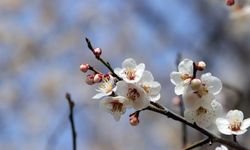 Baharın Habercisi 2. Cemre Ne Zaman Düşecek?