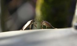 Kahverengi kokarca tehdidinde kritik dönem