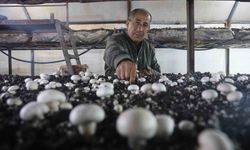 Mantar Üreticiliğine Ahırda Başladı, Şimdi 3 Çadırda Üretiyor